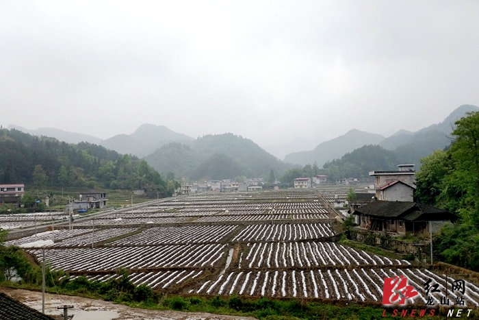 龙山县人民政府-召市镇再建百亩烤烟示范基地