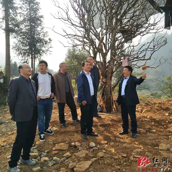 符家波到红岩溪镇靛房镇调研茶叶产业建设